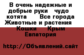 В очень надежные и добрые руки - чудо - котята!!! - Все города Животные и растения » Кошки   . Крым,Евпатория